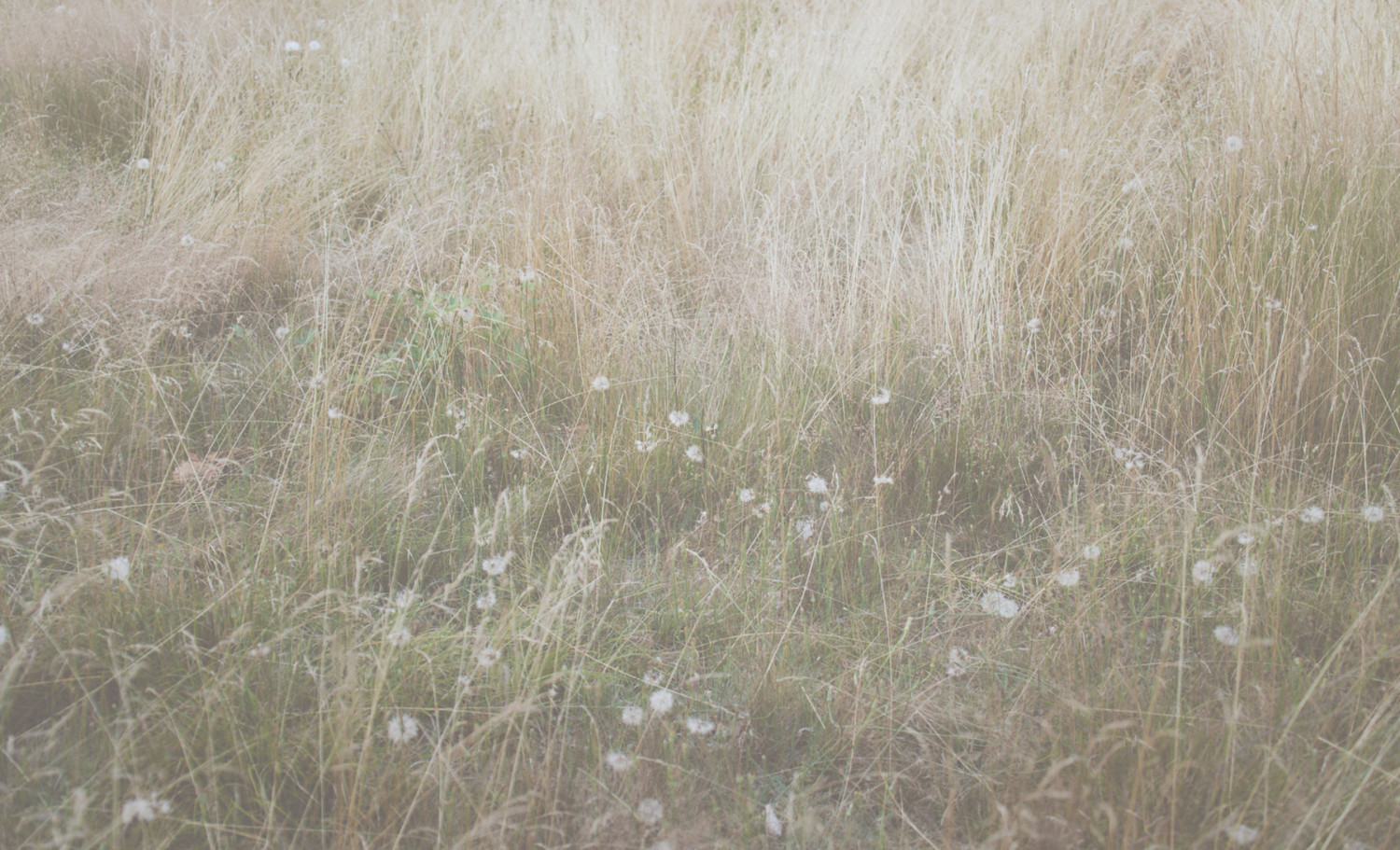 David Coggins X Yes Society